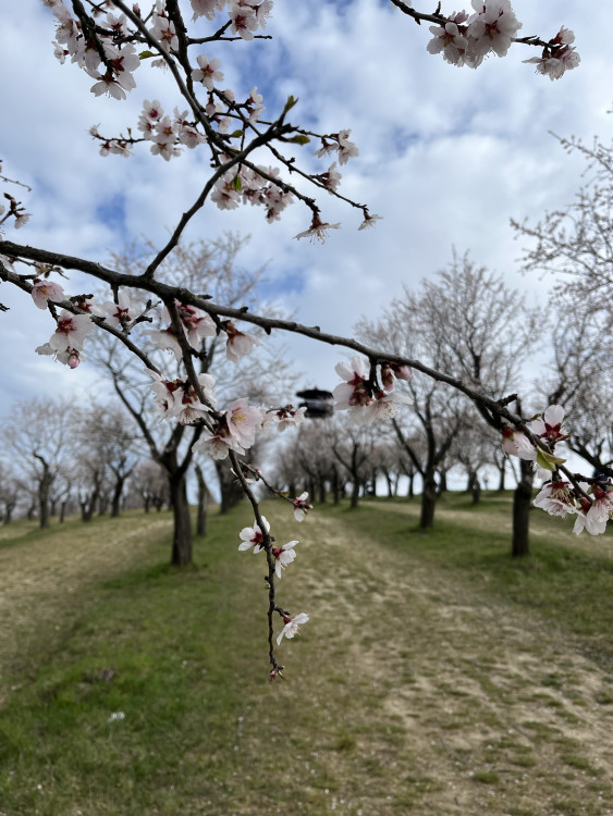 FOTO: Jaro jak z pohlednice. Mandloňové sady v Hustopečích přitahují davy
