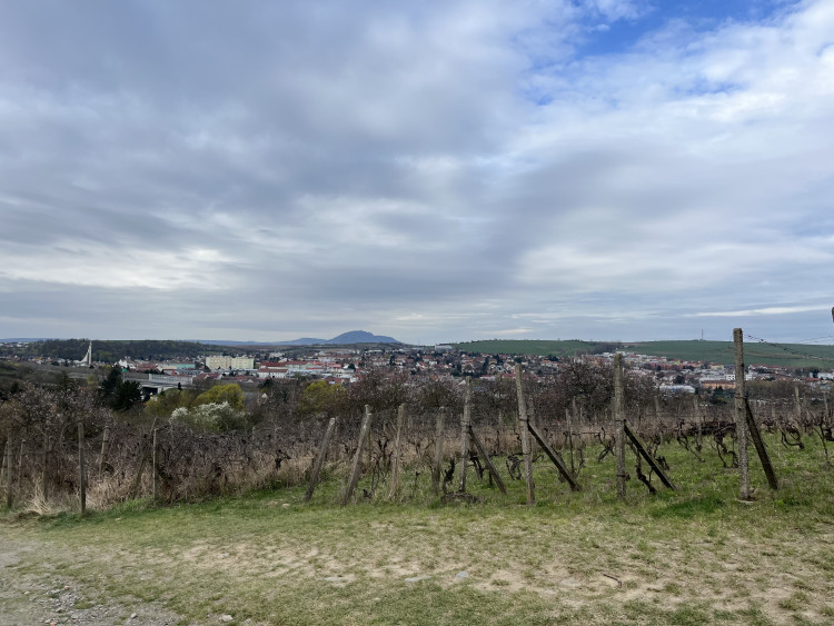 FOTO: Jaro jak z pohlednice. Mandloňové sady v Hustopečích přitahují davy