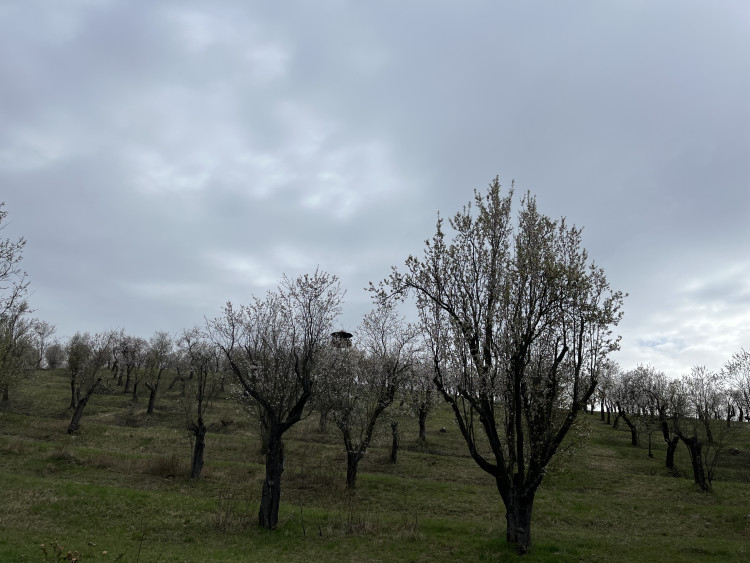 FOTO: Jaro jak z pohlednice. Mandloňové sady v Hustopečích přitahují davy