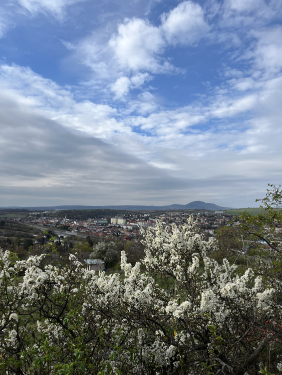 FOTO: Jaro jak z pohlednice. Mandloňové sady v Hustopečích přitahují davy