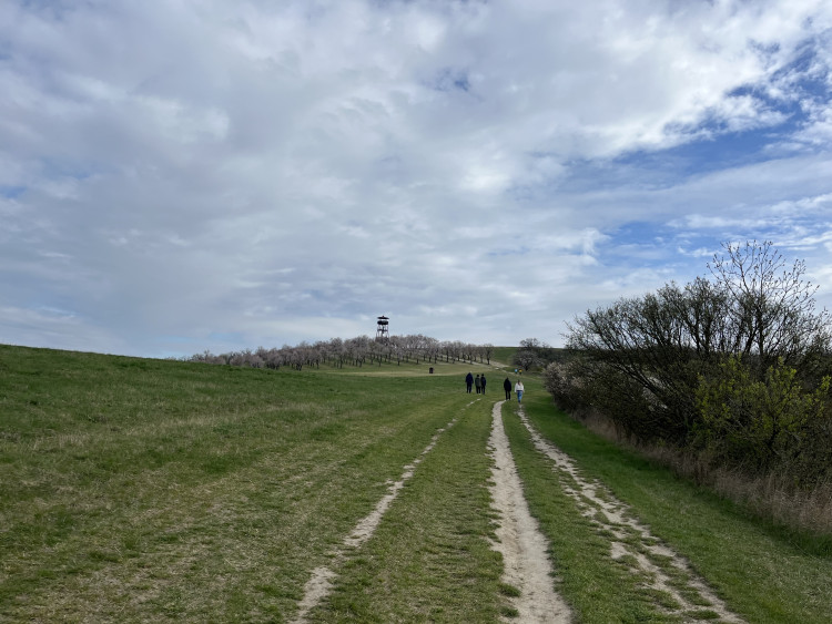 FOTO: Jaro jak z pohlednice. Mandloňové sady v Hustopečích přitahují davy