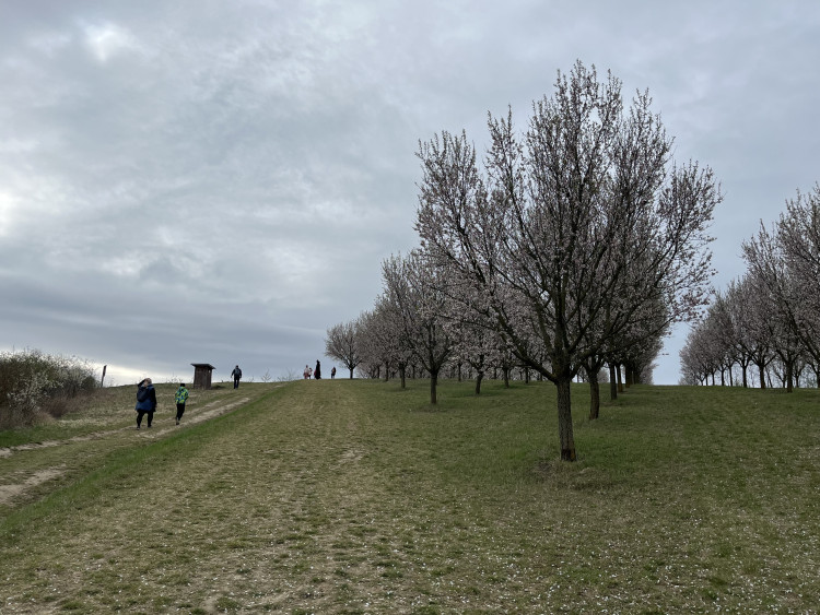 FOTO: Jaro jak z pohlednice. Mandloňové sady v Hustopečích přitahují davy