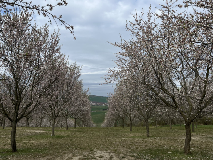 FOTO: Jaro jak z pohlednice. Mandloňové sady v Hustopečích přitahují davy