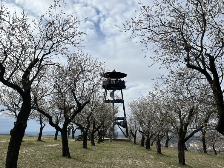 FOTO: Jaro jak z pohlednice. Mandloňové sady v Hustopečích přitahují davy