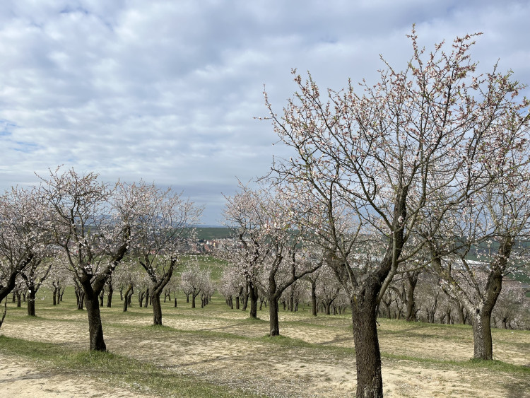 FOTO: Jaro jak z pohlednice. Mandloňové sady v Hustopečích přitahují davy
