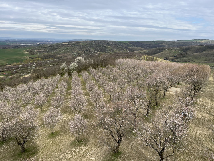 FOTO: Jaro jak z pohlednice. Mandloňové sady v Hustopečích přitahují davy
