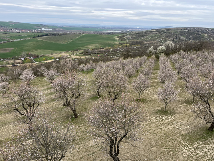 FOTO: Jaro jak z pohlednice. Mandloňové sady v Hustopečích přitahují davy