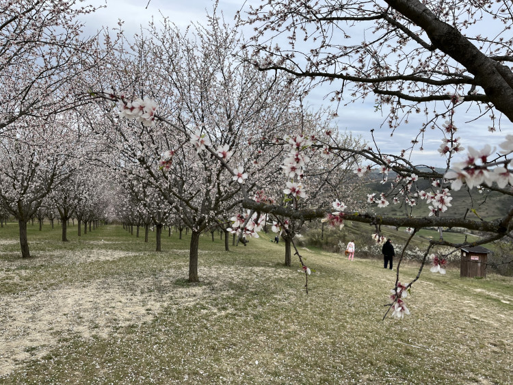 FOTO: Jaro jak z pohlednice. Mandloňové sady v Hustopečích přitahují davy