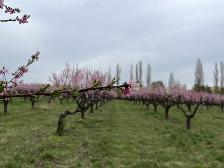 FOTO: Procházka ovocným sadem. Broskvoně v Bohunicích jsou v plném květu