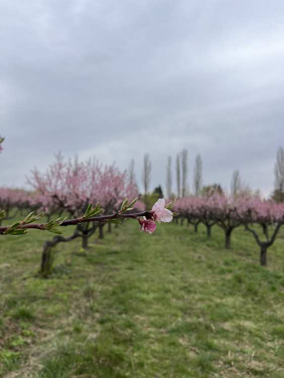 FOTO: Procházka ovocným sadem. Broskvoně v Bohunicích jsou v plném květu