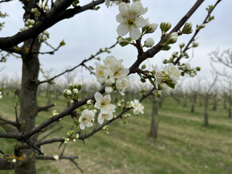 FOTO: Procházka ovocným sadem. Broskvoně v Bohunicích jsou v plném květu