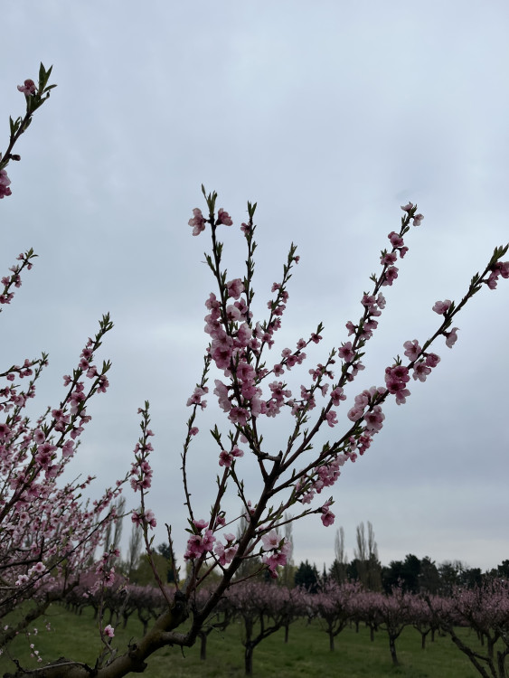 FOTO: Procházka ovocným sadem. Broskvoně v Bohunicích jsou v plném květu