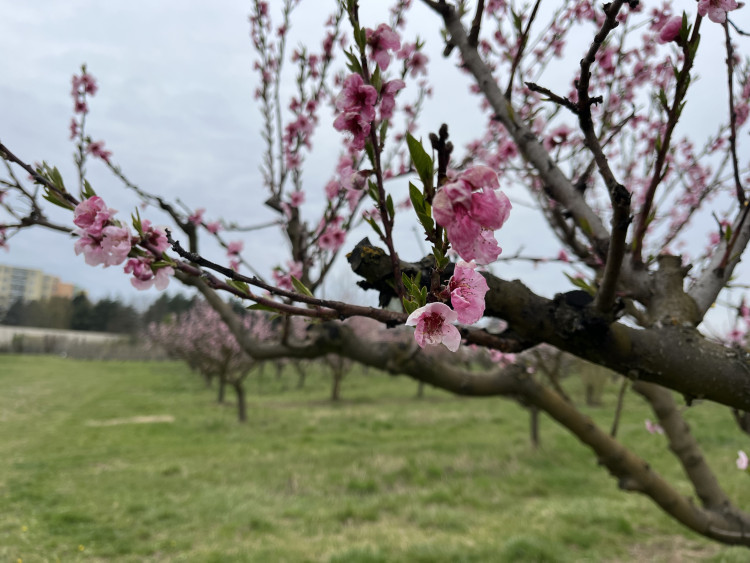 FOTO: Procházka ovocným sadem. Broskvoně v Bohunicích jsou v plném květu