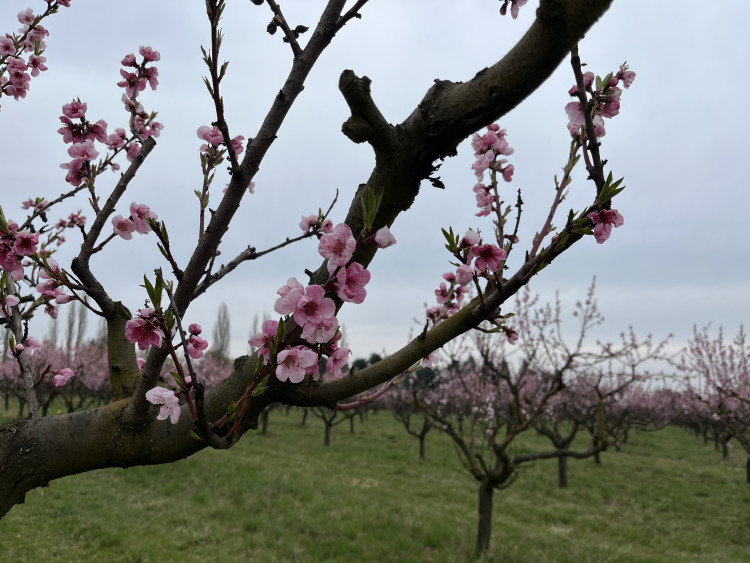 FOTO: Procházka ovocným sadem. Broskvoně v Bohunicích jsou v plném květu