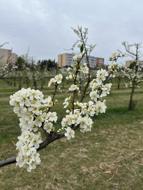 FOTO: Procházka ovocným sadem. Broskvoně v Bohunicích jsou v plném květu
