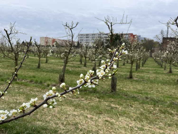 FOTO: Procházka ovocným sadem. Broskvoně v Bohunicích jsou v plném květu