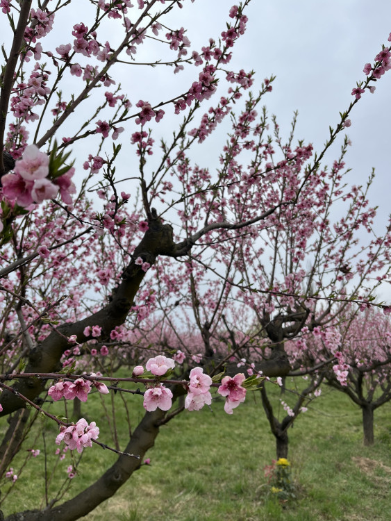FOTO: Procházka ovocným sadem. Broskvoně v Bohunicích jsou v plném květu