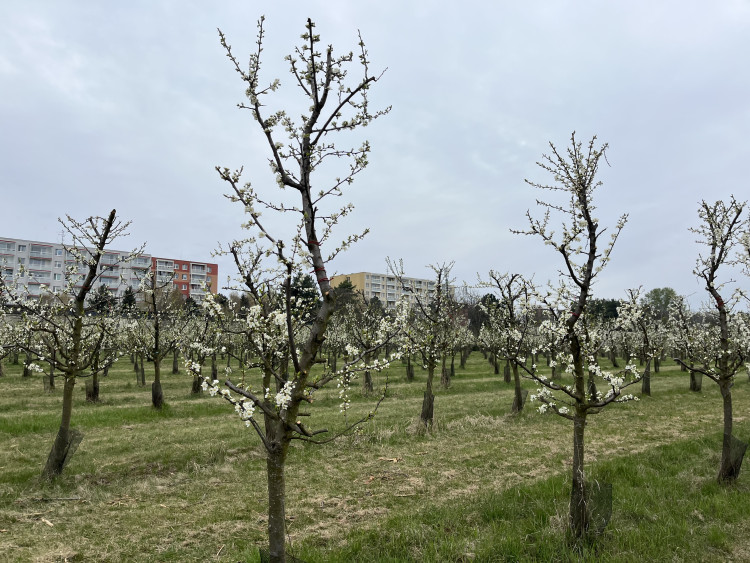 FOTO: Procházka ovocným sadem. Broskvoně v Bohunicích jsou v plném květu