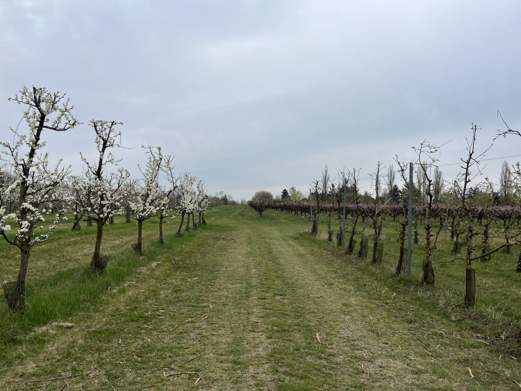 FOTO: Procházka ovocným sadem. Broskvoně v Bohunicích jsou v plném květu