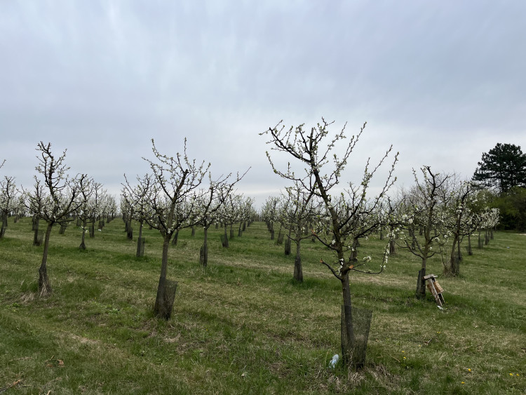 FOTO: Procházka ovocným sadem. Broskvoně v Bohunicích jsou v plném květu