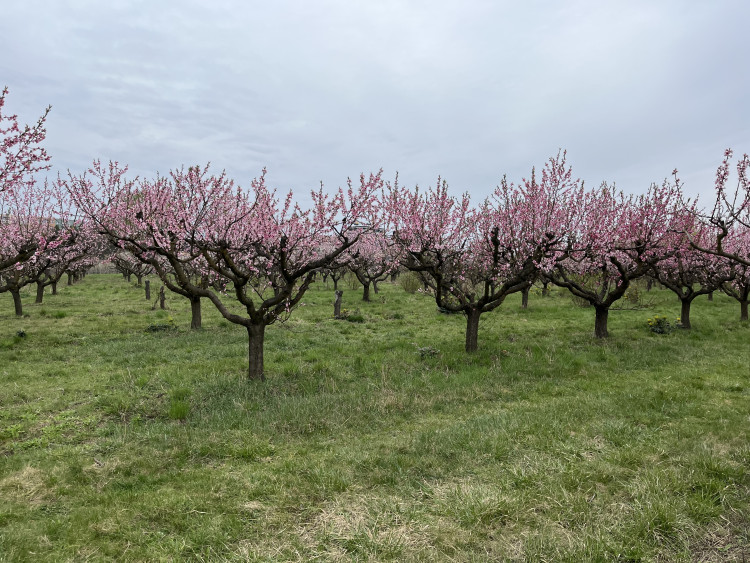 FOTO: Procházka ovocným sadem. Broskvoně v Bohunicích jsou v plném květu