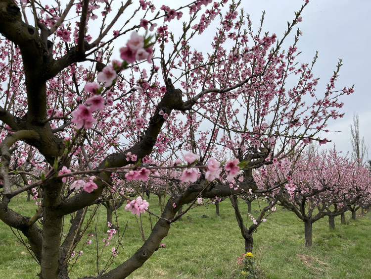 FOTO: Procházka ovocným sadem. Broskvoně v Bohunicích jsou v plném květu