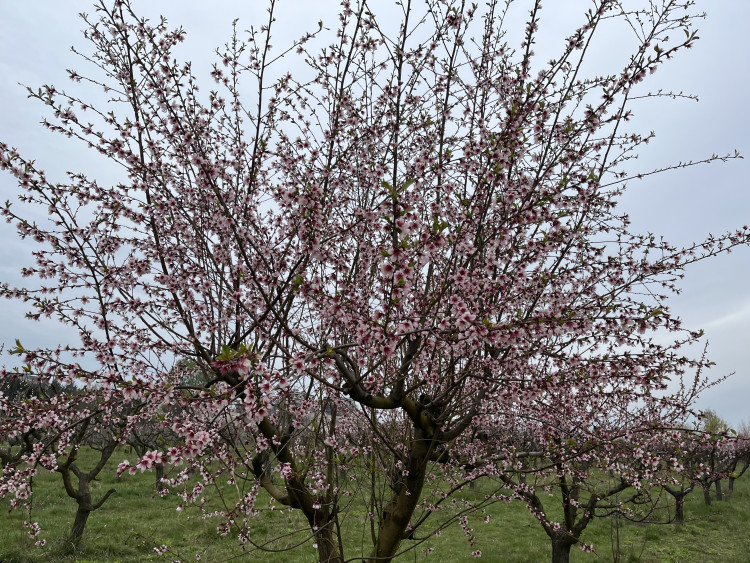 FOTO: Procházka ovocným sadem. Broskvoně v Bohunicích jsou v plném květu