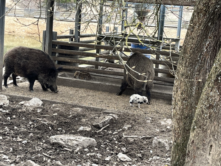 FOTO: Osm selátek dovádí v oboře Holedná