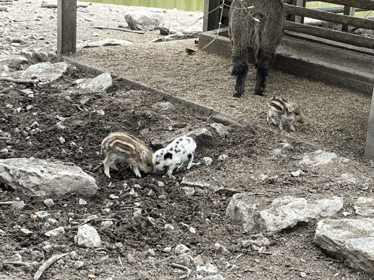 FOTO: Osm selátek dovádí v oboře Holedná