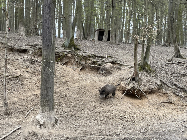 FOTO: Osm selátek dovádí v oboře Holedná