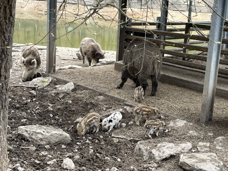 FOTO: Osm selátek dovádí v oboře Holedná