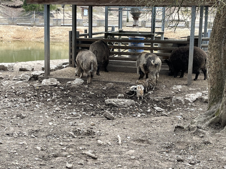 FOTO: Osm selátek dovádí v oboře Holedná