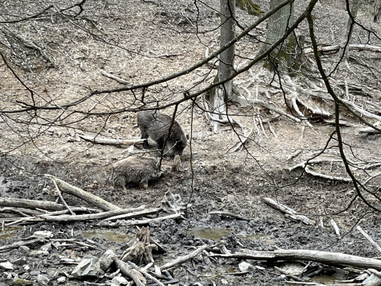 FOTO: Osm selátek dovádí v oboře Holedná