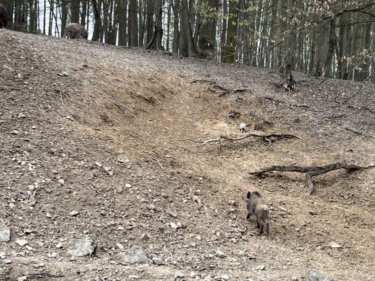 FOTO: Osm selátek dovádí v oboře Holedná
