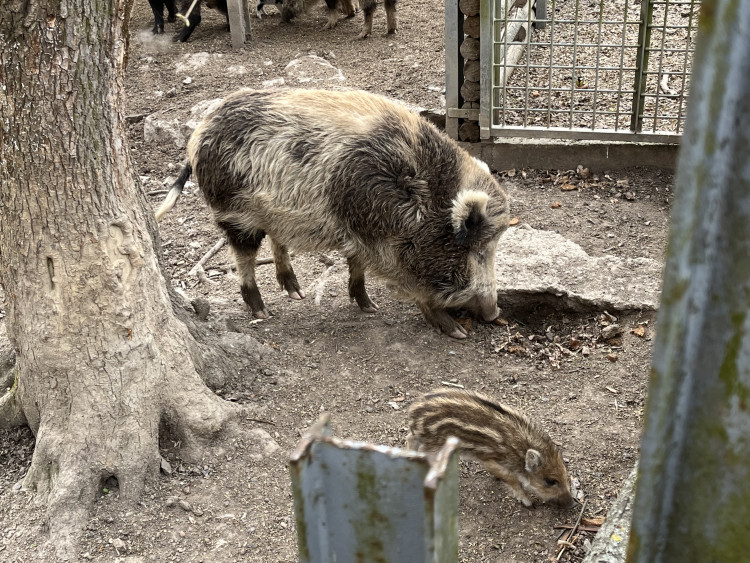 FOTO: Osm selátek dovádí v oboře Holedná