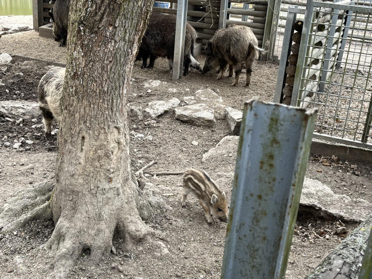 FOTO: Osm selátek dovádí v oboře Holedná