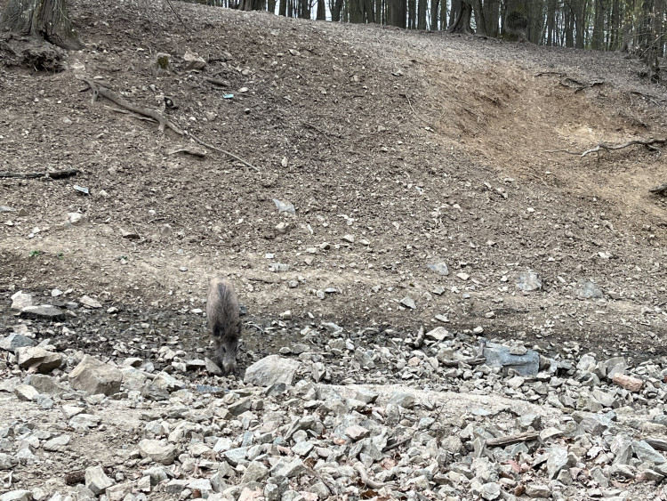 FOTO: Osm selátek dovádí v oboře Holedná