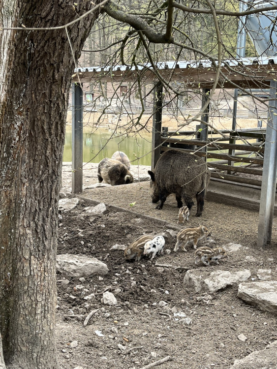 FOTO: Osm selátek dovádí v oboře Holedná