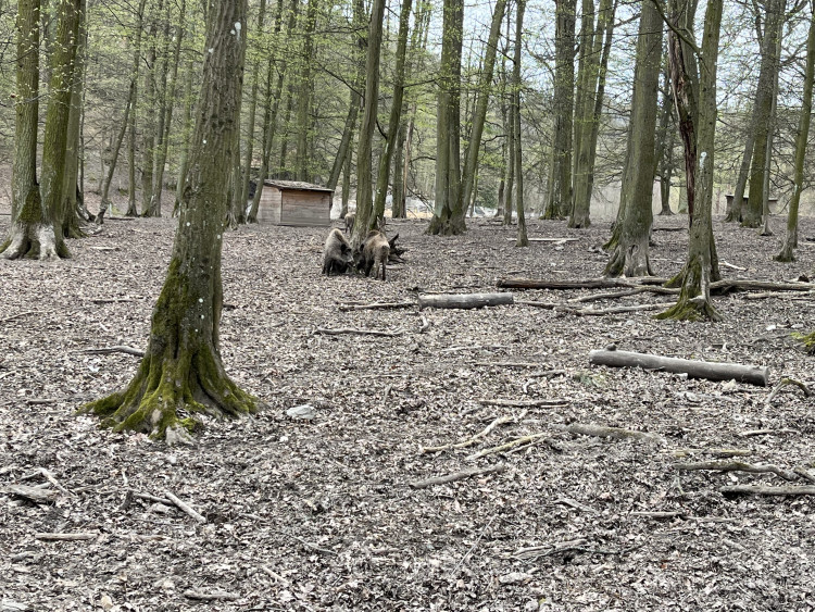 FOTO: Osm selátek dovádí v oboře Holedná
