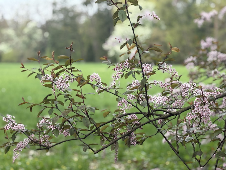 FOTOGALERIE: Jen hodinu od Brna. V Kroměříži okouzlí kvetoucí magnolie i pávi na procházce