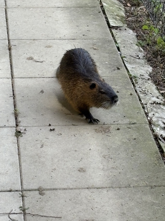 FOTOGALERIE: Jen hodinu od Brna. V Kroměříži okouzlí kvetoucí magnolie i pávi na procházce
