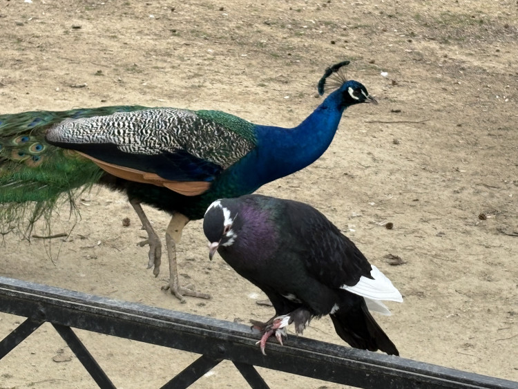 FOTOGALERIE: Jen hodinu od Brna. V Kroměříži okouzlí kvetoucí magnolie i pávi na procházce