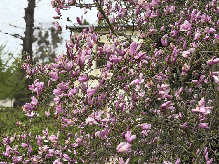 FOTOGALERIE: Jen hodinu od Brna. V Kroměříži okouzlí kvetoucí magnolie i pávi na procházce