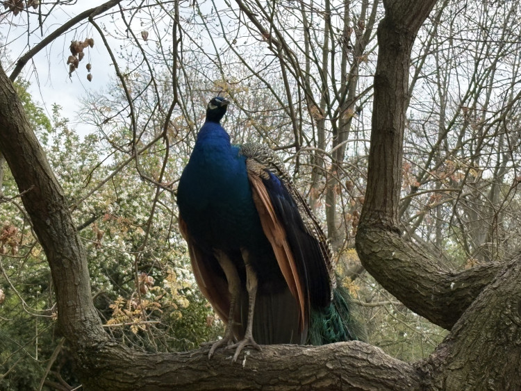 FOTOGALERIE: Jen hodinu od Brna. V Kroměříži okouzlí kvetoucí magnolie i pávi na procházce