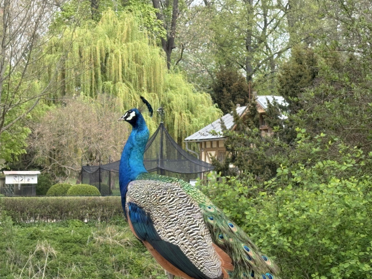 FOTOGALERIE: Jen hodinu od Brna. V Kroměříži okouzlí kvetoucí magnolie i pávi na procházce