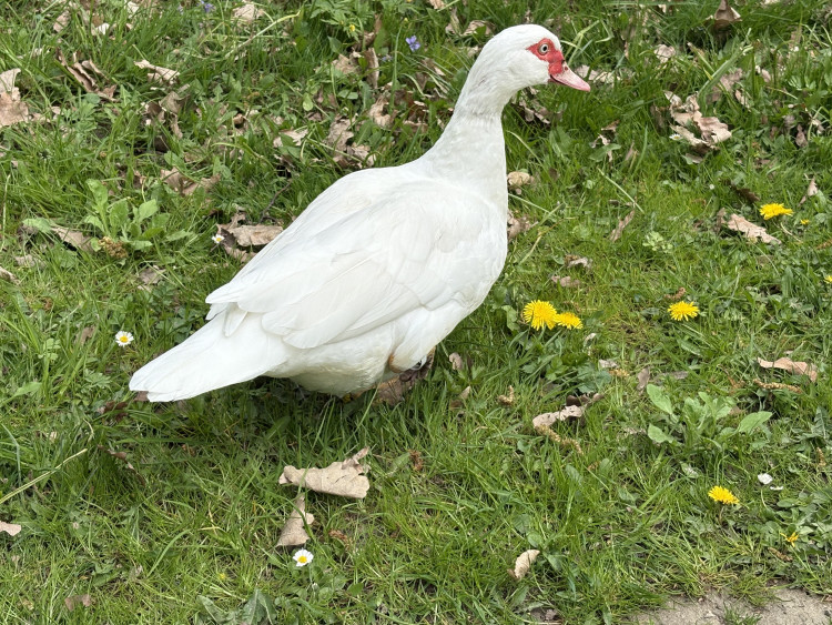 FOTOGALERIE: Jen hodinu od Brna. V Kroměříži okouzlí kvetoucí magnolie i pávi na procházce