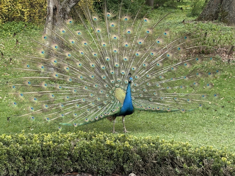 FOTOGALERIE: Jen hodinu od Brna. V Kroměříži okouzlí kvetoucí magnolie i pávi na procházce