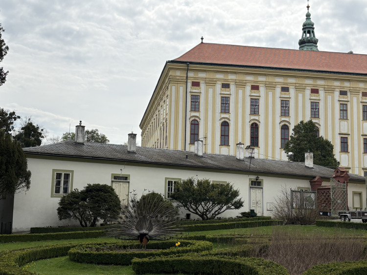 FOTOGALERIE: Jen hodinu od Brna. V Kroměříži okouzlí kvetoucí magnolie i pávi na procházce