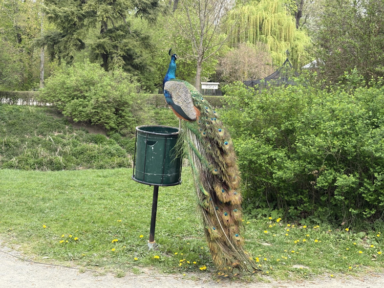 FOTOGALERIE: Jen hodinu od Brna. V Kroměříži okouzlí kvetoucí magnolie i pávi na procházce