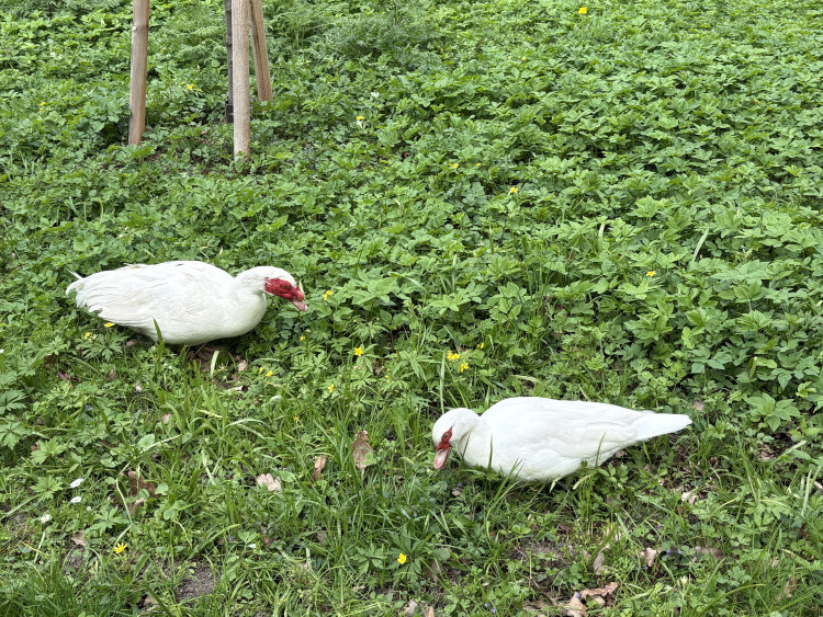 FOTOGALERIE: Jen hodinu od Brna. V Kroměříži okouzlí kvetoucí magnolie i pávi na procházce